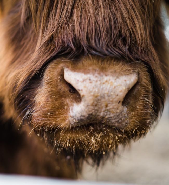 highland cattle