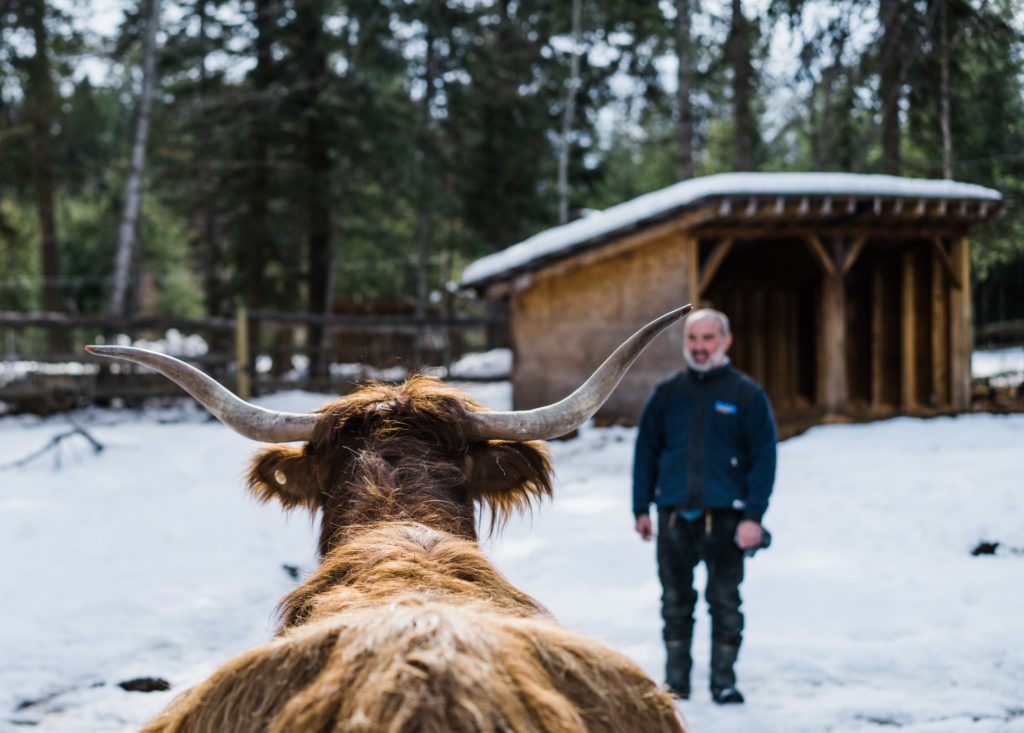 highland cow at home lodge in golden