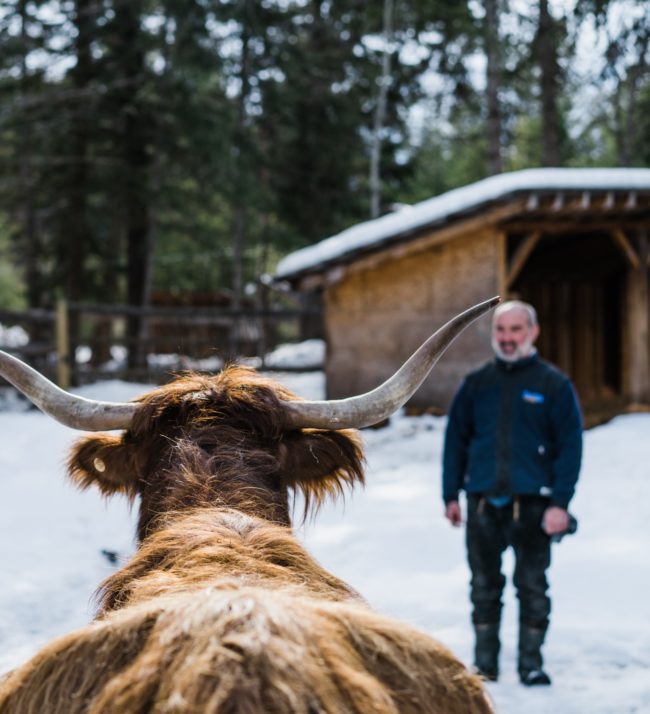 highland cow at home lodge in golden