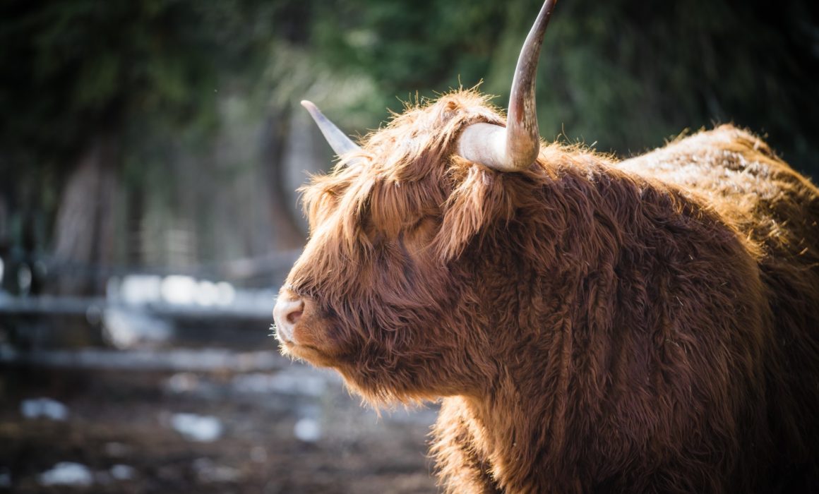 highland cow in golden