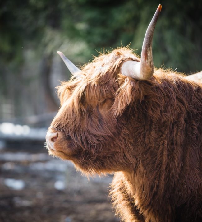 highland cow in golden