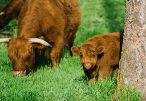 lodge with cows