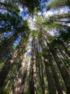 bush-arm-giant-cedars