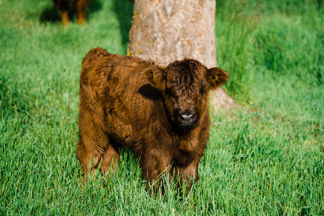 highland calf