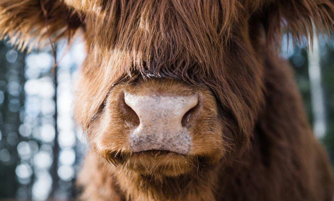 Highland cattle – Home Lodge Golden