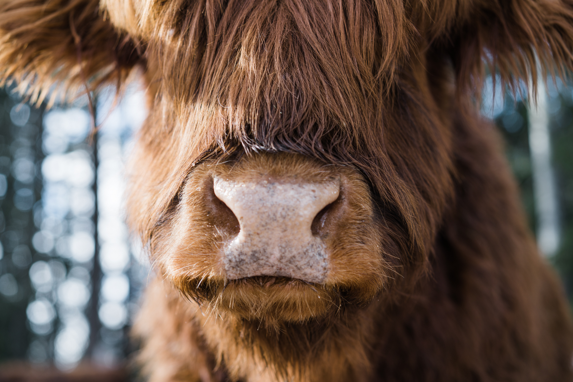 Scottish Highland Cows - Adorable Fluffy Long Haired Cow Facts!