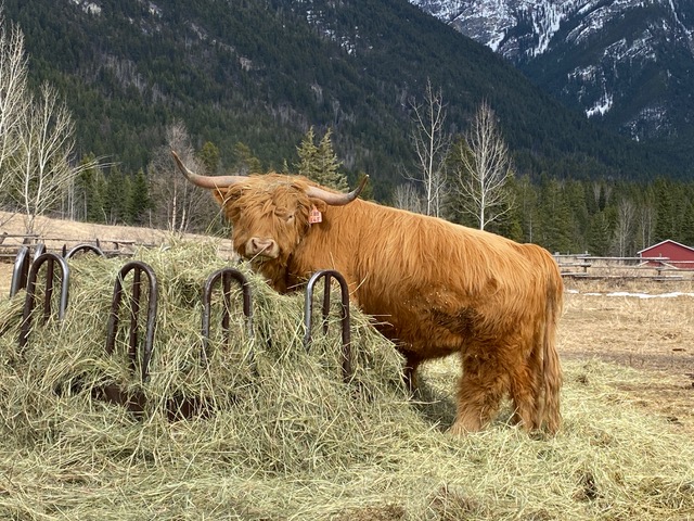 Cute Highland bull