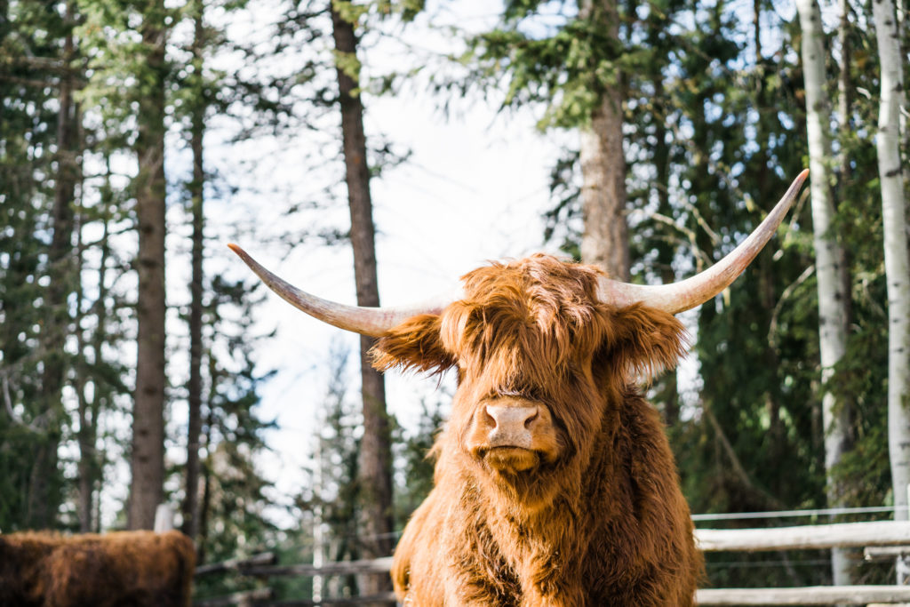 Highland cow