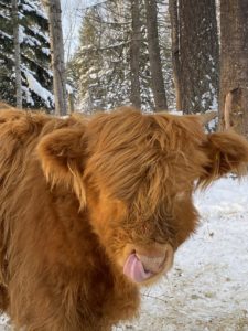 highland coo