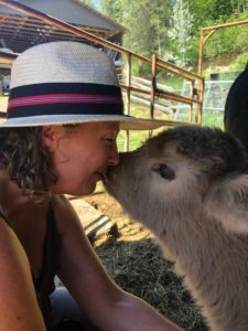 cuddly highland calf